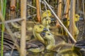 Baby Goslings Swimming in the Cattails