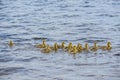 Baby Goslings Swimming in Pell Lake