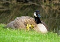 Baby Goslings Under the Wing of a Canada Goose Royalty Free Stock Photo