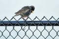 Baby grackle perched on a hurricane fence drying his feathers.