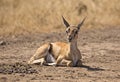 Baby grant gazelle Royalty Free Stock Photo