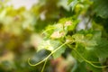 Baby grape leaves and vine in Vineyard with green blurred background Royalty Free Stock Photo