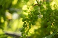 Baby grapes close up macro