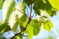 Baby Grapes. Closeup of view in beginning stage. Green flowers.