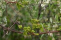 Baby Grapes