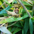 Baby grasscopper drink dew on grass