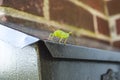 Baby grasshopper on a black mailbox Royalty Free Stock Photo