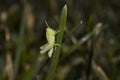 Baby Grasshopper on a blade of grass Royalty Free Stock Photo