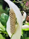 A baby grasshopper inside lily flower