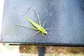 Baby grasshopper on a mailbox Royalty Free Stock Photo