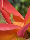 Baby Grasshopper Nymph on a Red Orange Rose Royalty Free Stock Photo