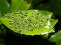 Baby grasshoppers on cherry laurel leaf