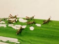 The baby grasshoppers eat the leaves and damage the plants