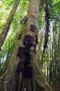 Baby graves in a large tree trunk in Indonesia