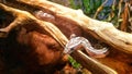 baby gray and black pet snake inside a hollow