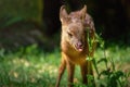 Baby Gray Brocket Eating - South American Deer