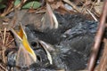 Baby Gray Catbird (Dumetella carolinensis) Royalty Free Stock Photo