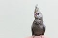 Baby gray cockatiel bird on finger female. Royalty Free Stock Photo