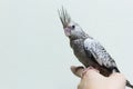 Baby gray cockatiel bird on finger female. Royalty Free Stock Photo