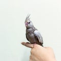 Baby gray cockatiel bird on finger female. Royalty Free Stock Photo