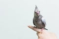 Baby gray cockatiel bird on finger female. Royalty Free Stock Photo