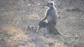Baby gray langur monkey playing at tadoba andhari tiger reserve