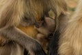 Baby of gray langur monkey