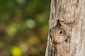 Baby Gray Squirrel