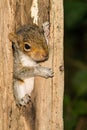 Baby Gray Squirrel Royalty Free Stock Photo