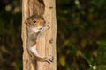 Baby Gray Squirrel