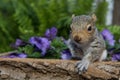 Baby Gray Squirrel Royalty Free Stock Photo