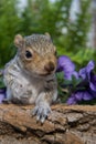 Baby Gray Squirrel Royalty Free Stock Photo