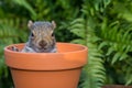 Baby Gray Squirrel