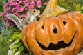 Baby Gray Squirrel playing with Halloween Decorations