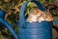 Baby Gray Squirrels