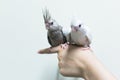 Baby gray and white cockatiel birds on finger female. Royalty Free Stock Photo