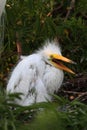 Baby Great Egret (Ardea alba) Royalty Free Stock Photo