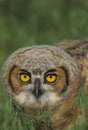 Baby Great Horned Owl