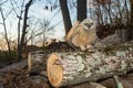 Baby Great Horned Owl