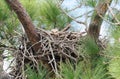 Baby Great Horned Owl - Bubo virginianus peekaboo Royalty Free Stock Photo