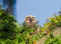 Baby great horned owl - Bubo virginianus - sleeping with eyes closed mouth open Royalty Free Stock Photo