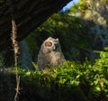 Baby great horned owl - Bubo virginianus - sleeping with eyes closed mouth open, sunshine on face, blue sky background, in oak tre Royalty Free Stock Photo