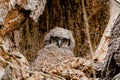 Baby Great Horned Owl chick (Bubo virginianus) in a tree hollow Royalty Free Stock Photo