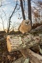 Baby Great Horned Owl