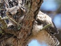 Baby Great Horned Owl in a Tree