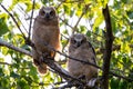 Baby Great Horned Owlets in Colorado