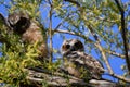 Baby Great Horned Owls fledged from their nest and explore nearby branches
