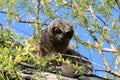 Baby Great Horned Owls fledged from their nest and explore nearby branches