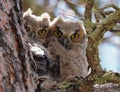 Baby Great Horned Owls