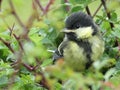 Baby great tit in hedgerow - close-up